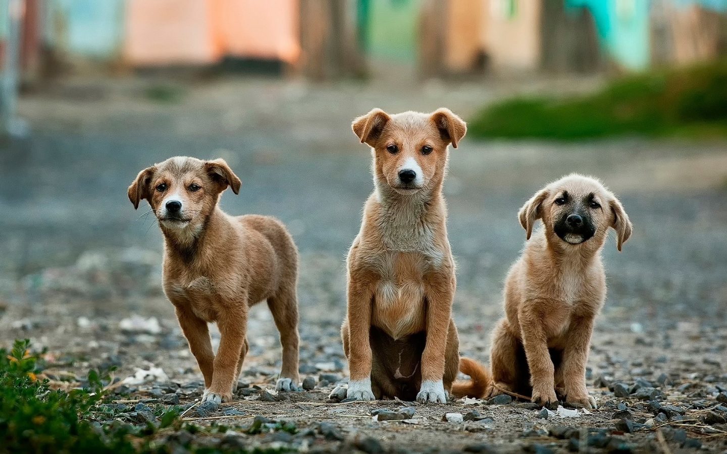 Yavru Köpekler